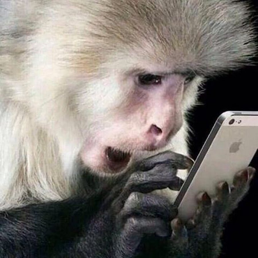 Обезьяна с телефоном в руке
