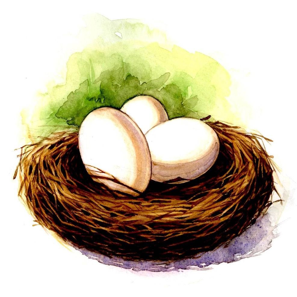 Гнездо с яйцами для детей