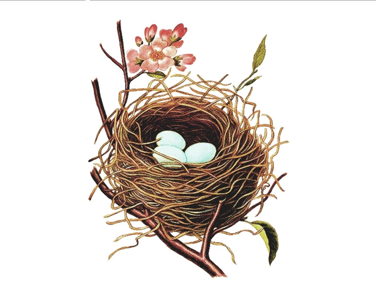 Гнездо птицы для детей