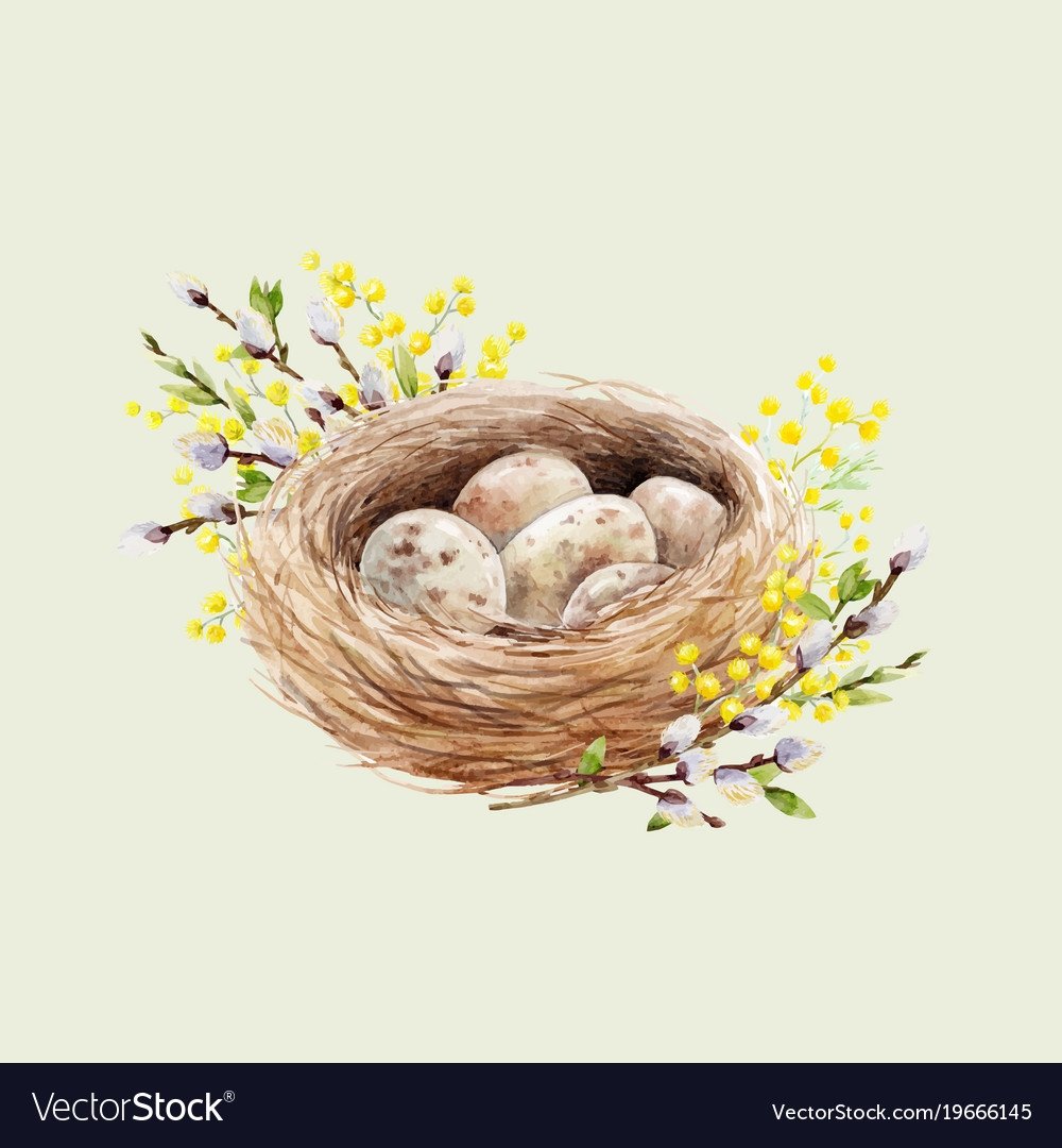 Гнездо с яйцами акварель