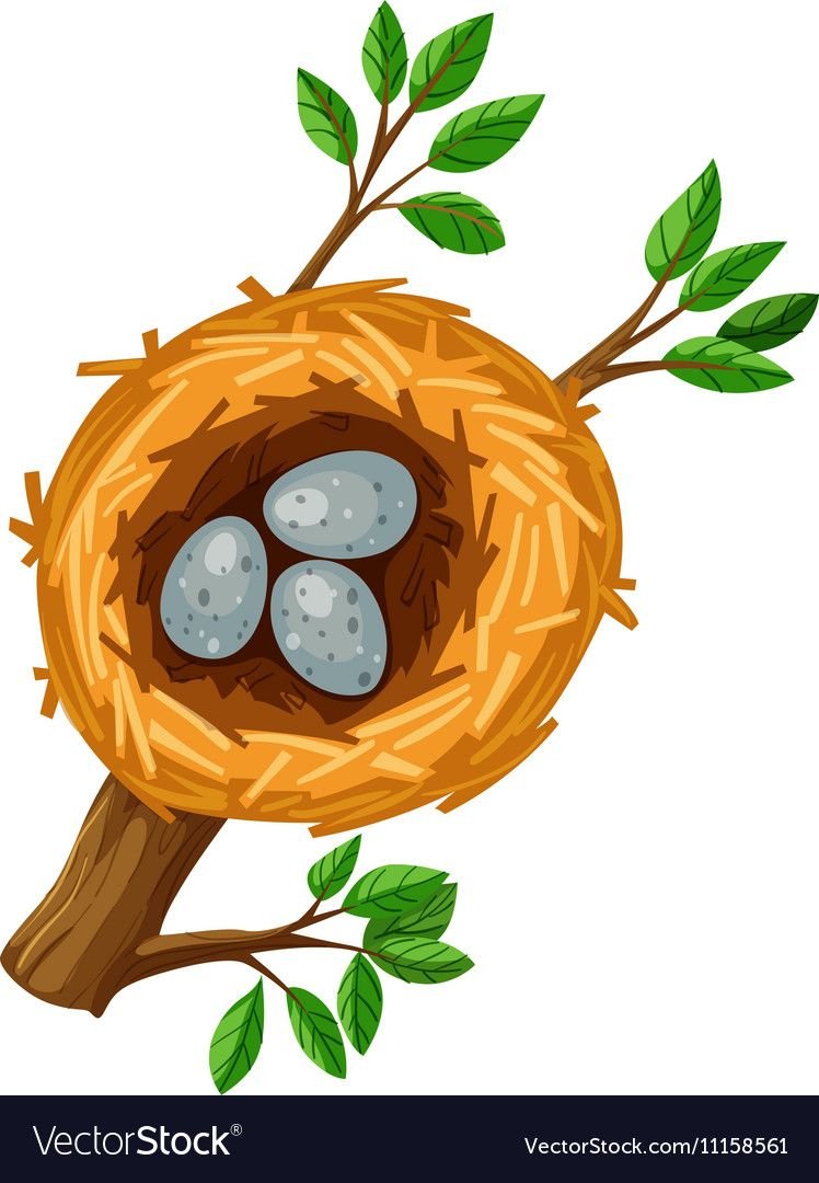 Гнездо с яйцами вектор