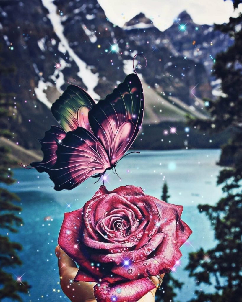 Роза и бабочка