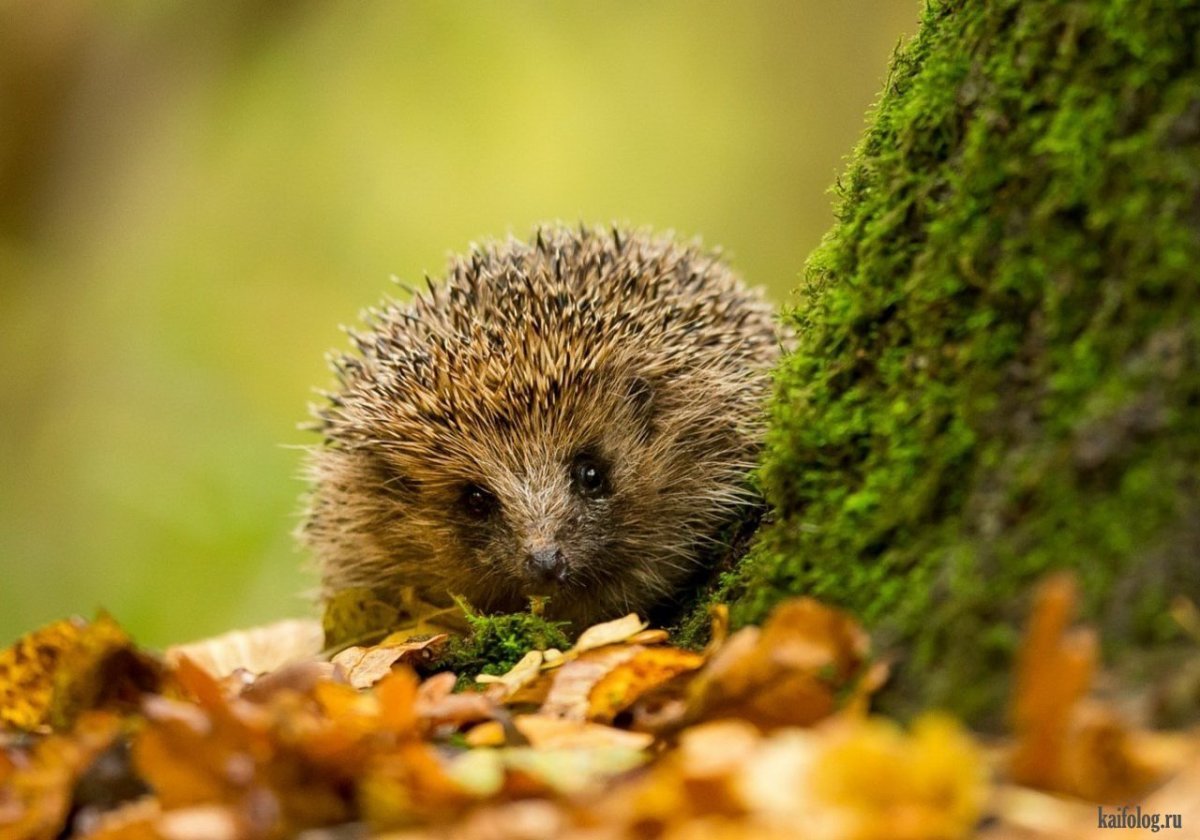 Осенний Ёжик