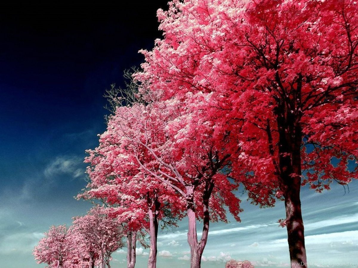 Красивое розовое дерево