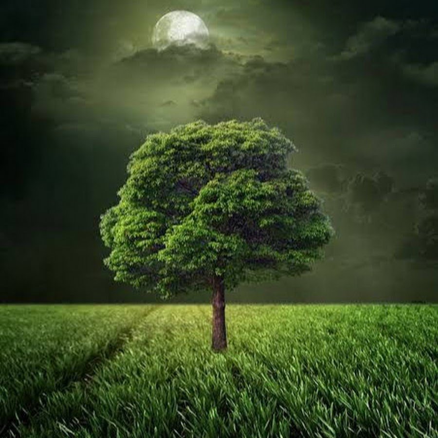 Дерево вертикальное