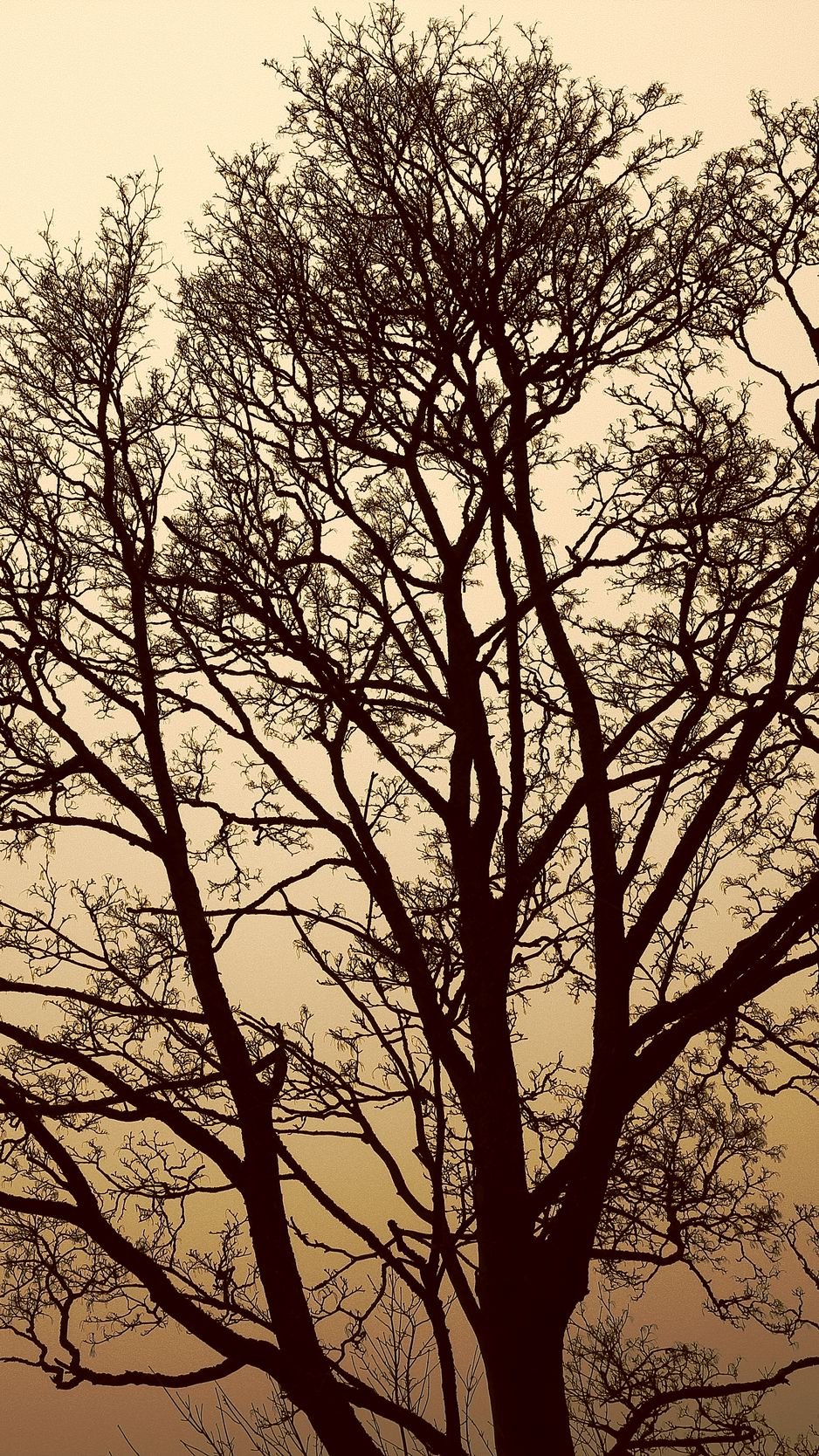 Деревья Восход