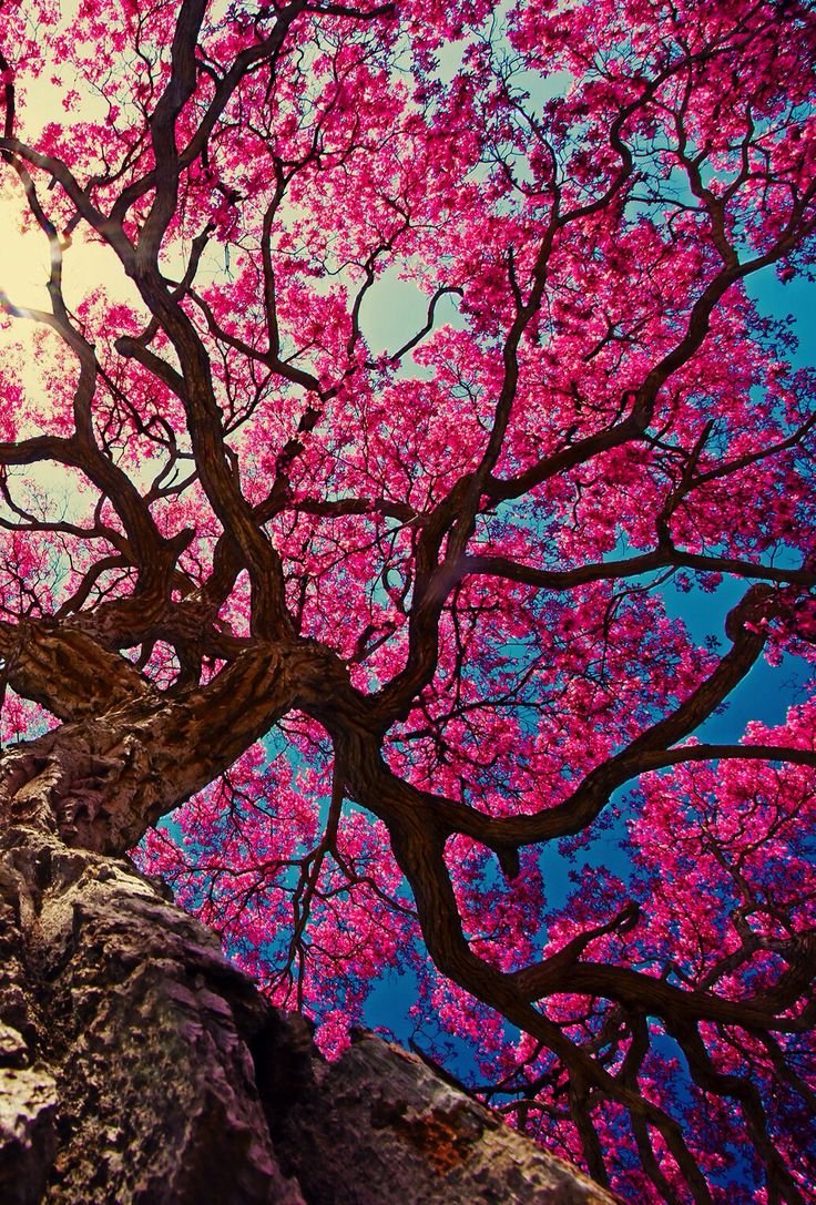 Красивое розовое дерево