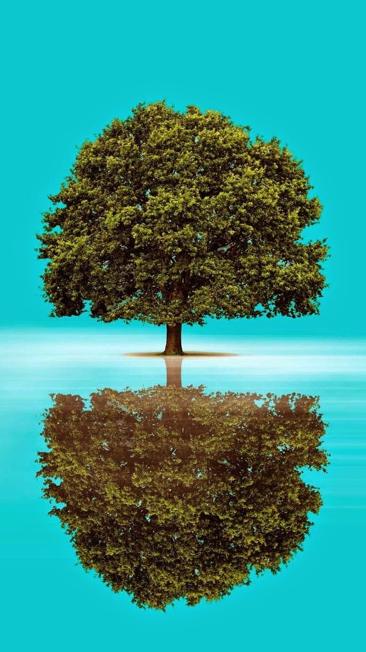 Красиыфк кроны деревьев