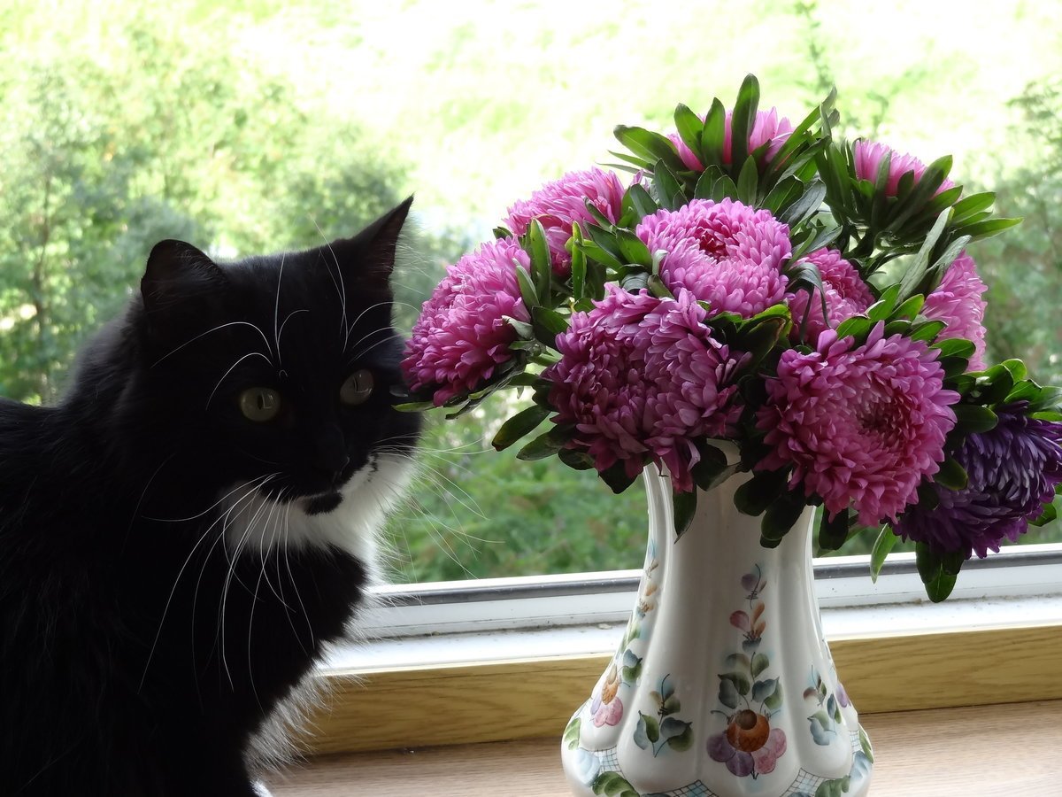 Кошка с букетом цветов