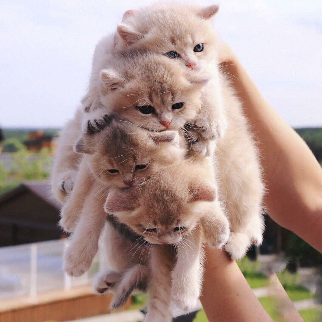 Кот с букетом