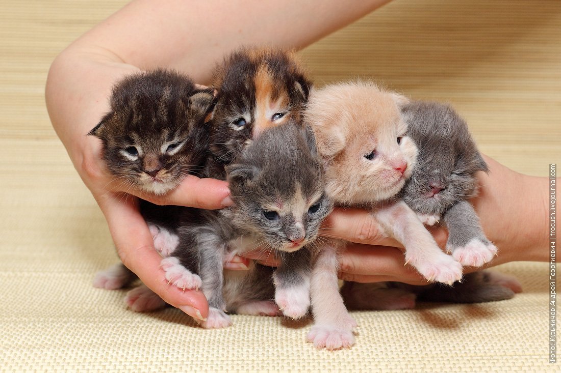 Новорожденный котенок