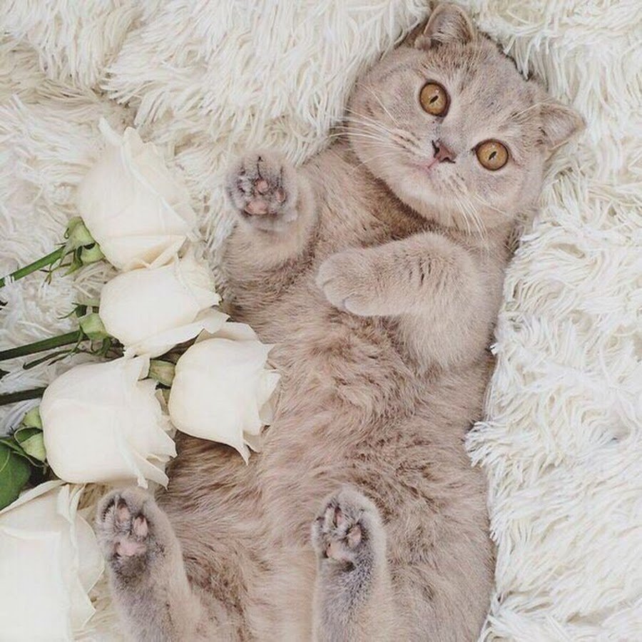 Кот с букетом