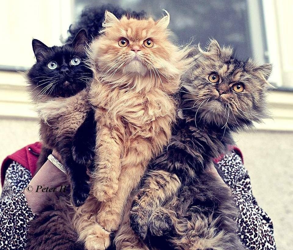 Кот с букетом