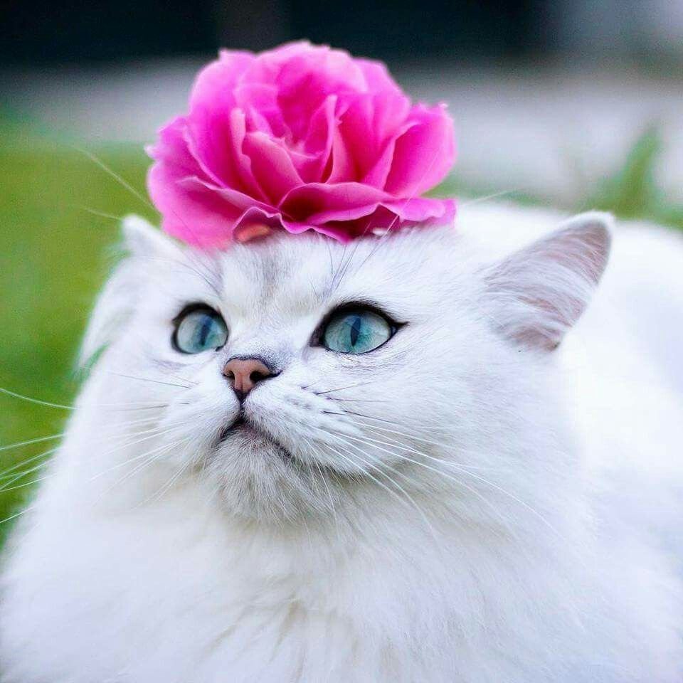 Котик с цветочком