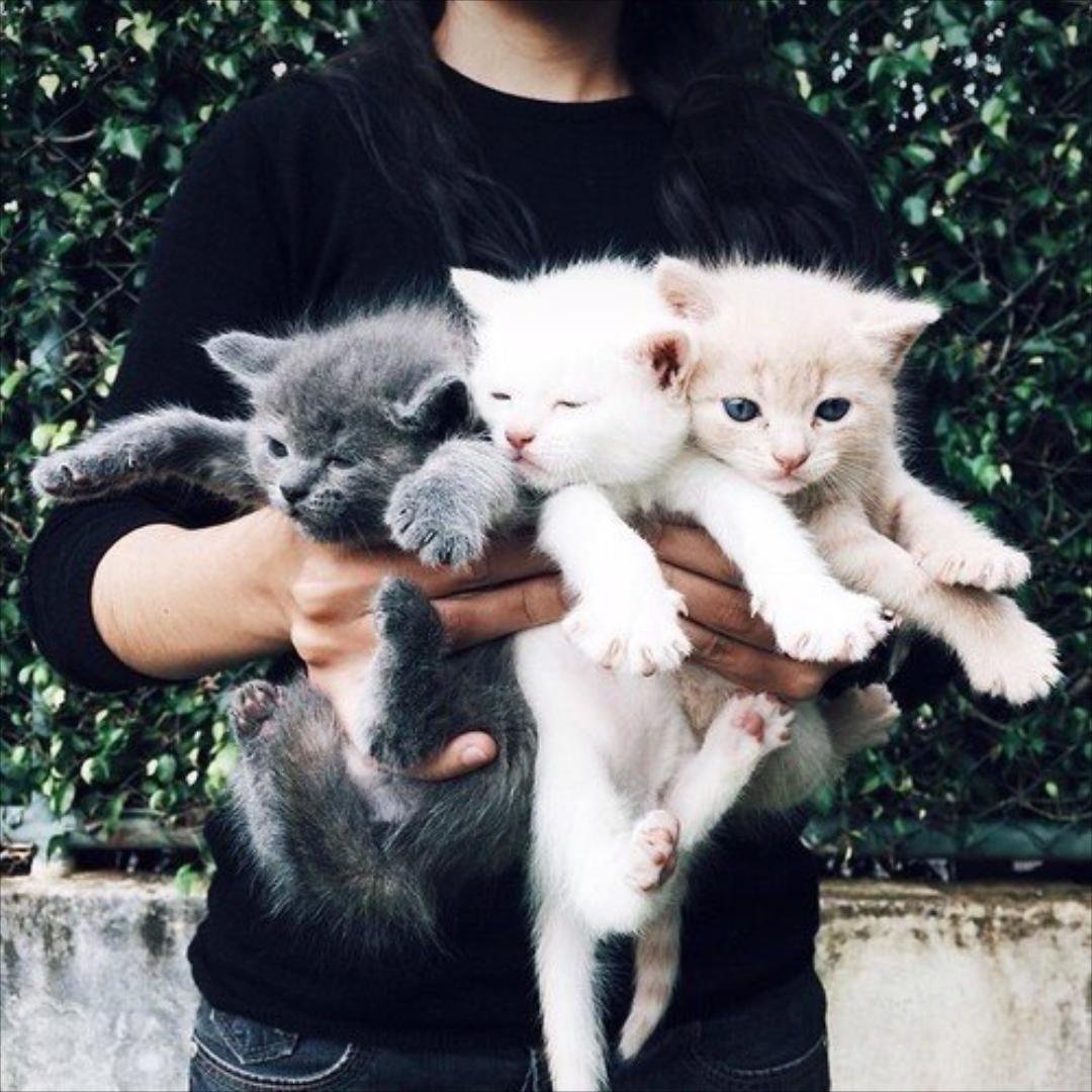 Сохраненки с котиками