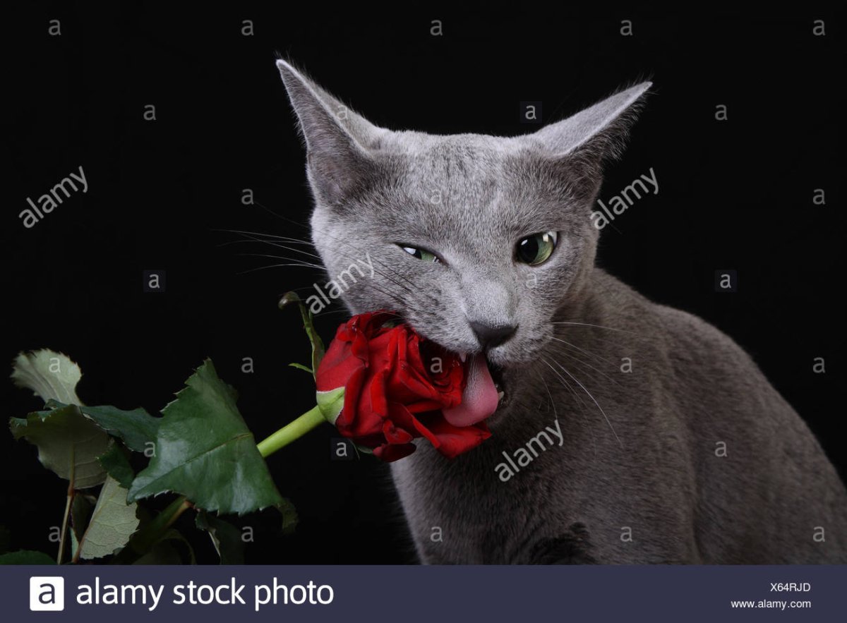 Кот с цветами в зубах