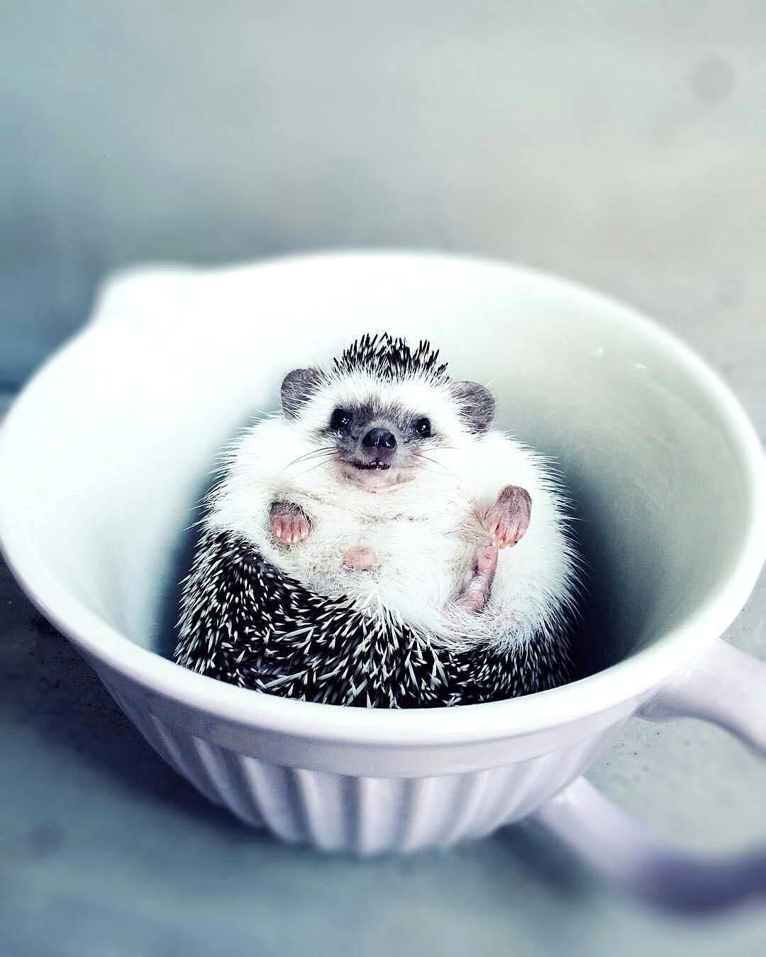 Доброе утро милота