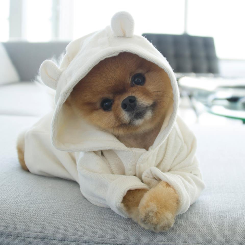 Померанский шпиц jiffpom