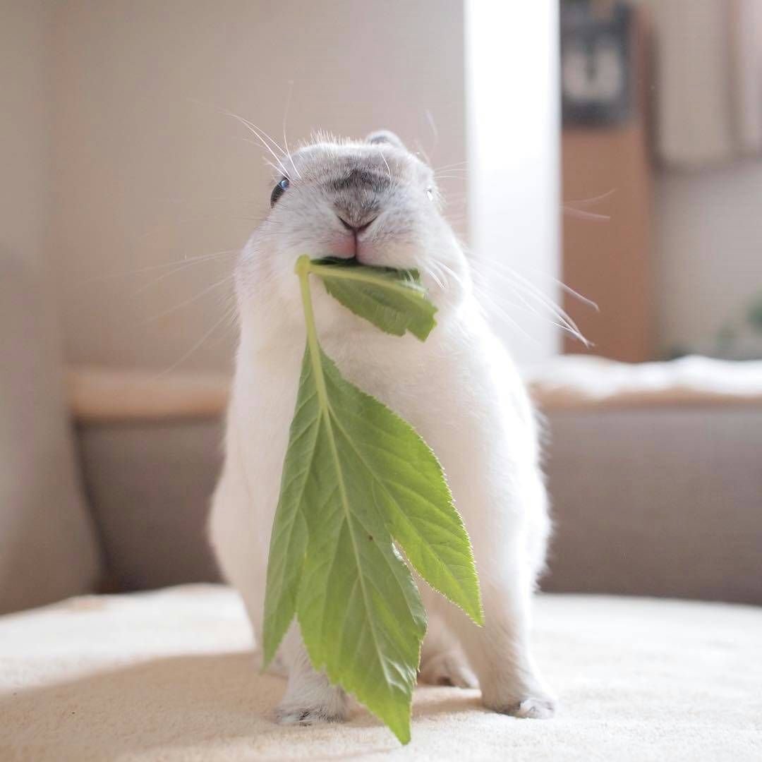 Утро животные милые