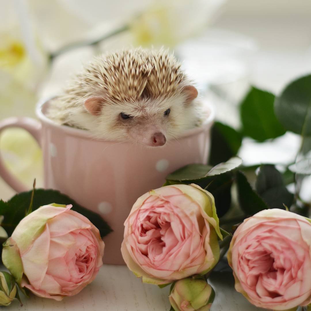 С добрым утром Ежик