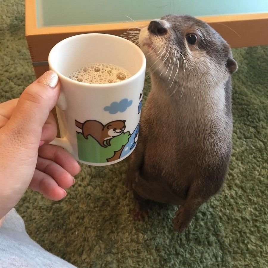 Доброе утро с животными прикольные