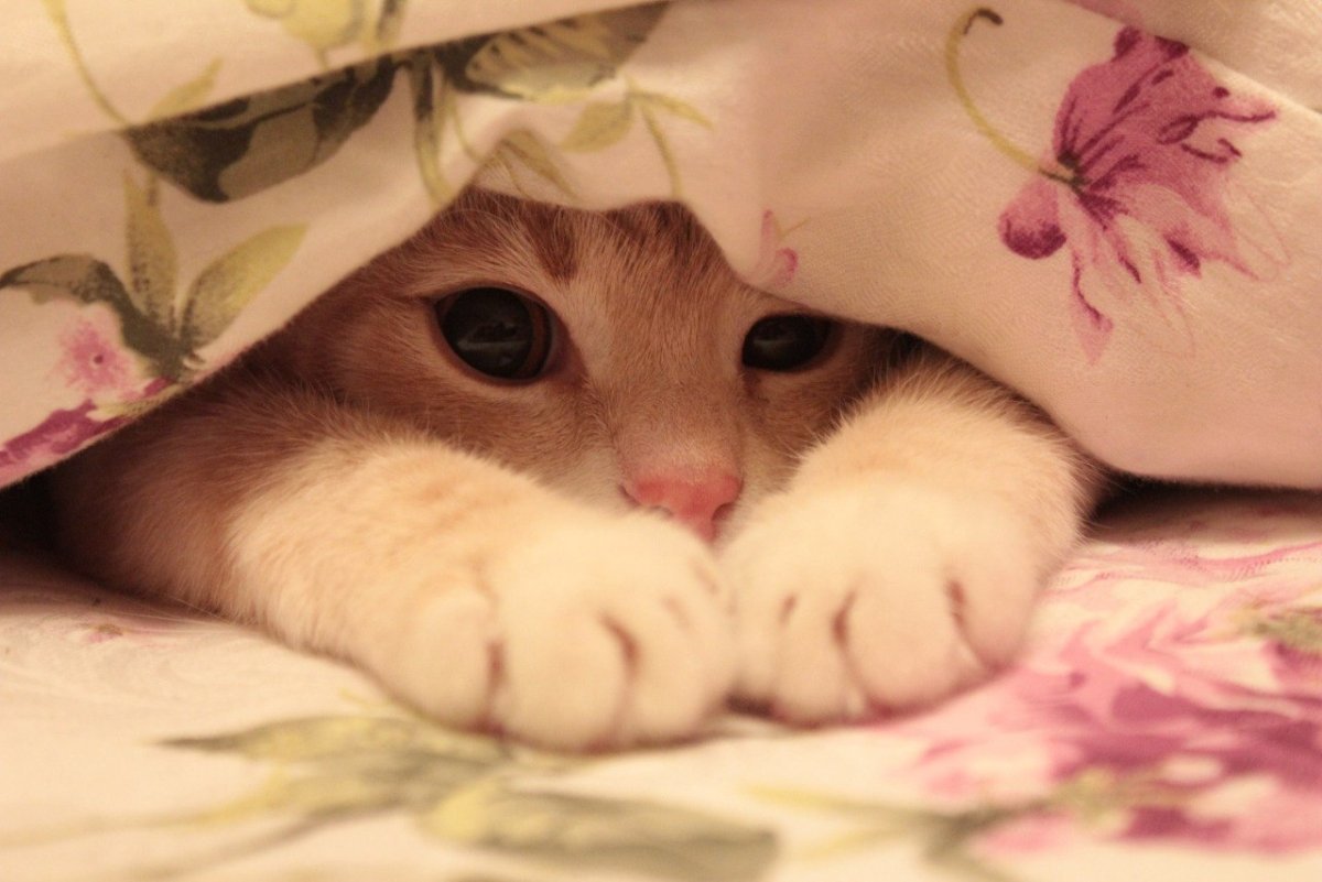 Милота нежность