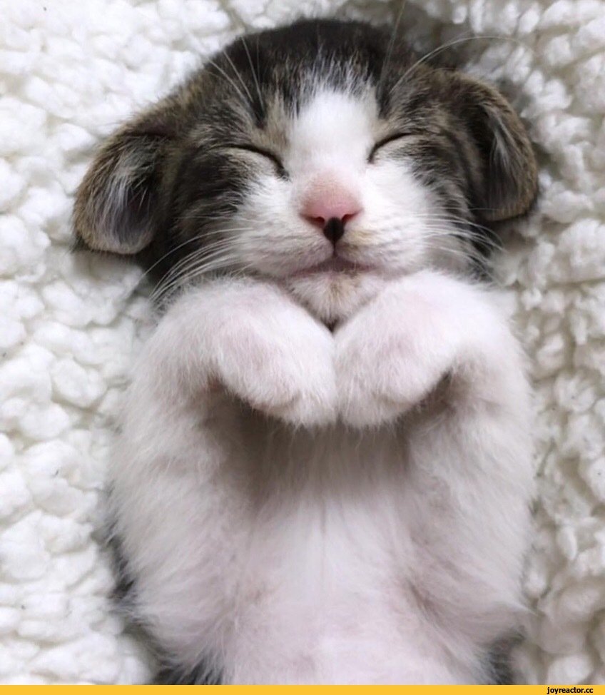 Милые животные с сердечками