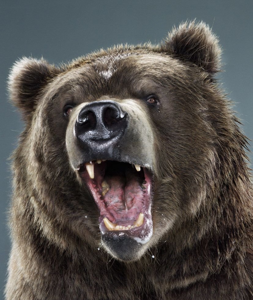 Медведь Гризли злой