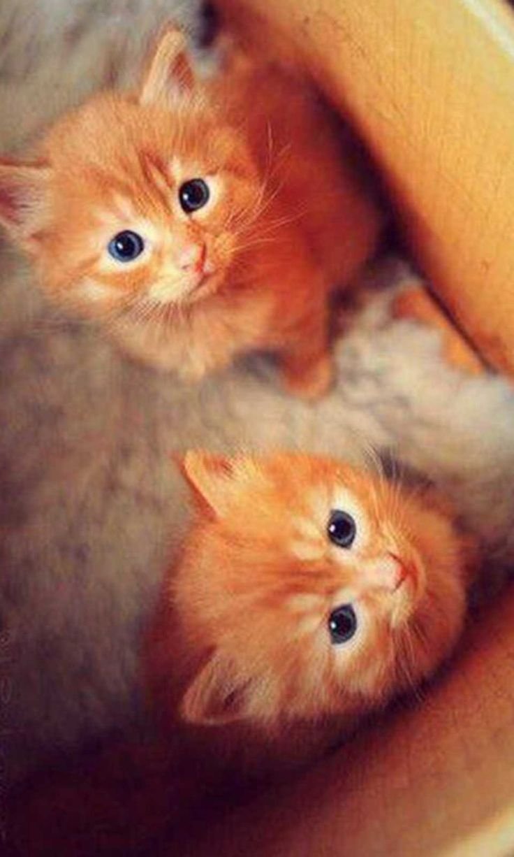 Миленькие котята