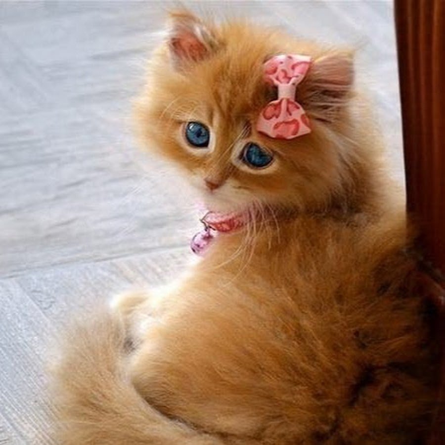 Кошечка с бантиком