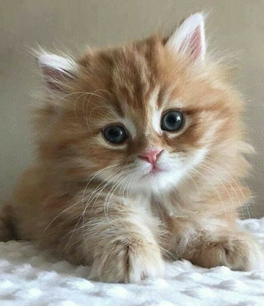 Милые котята