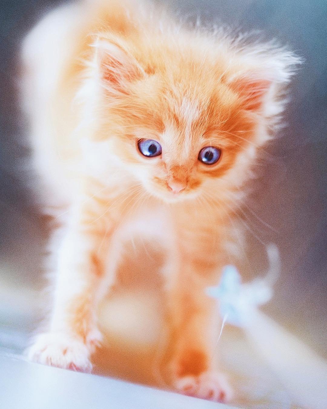 Рыжий котёнок