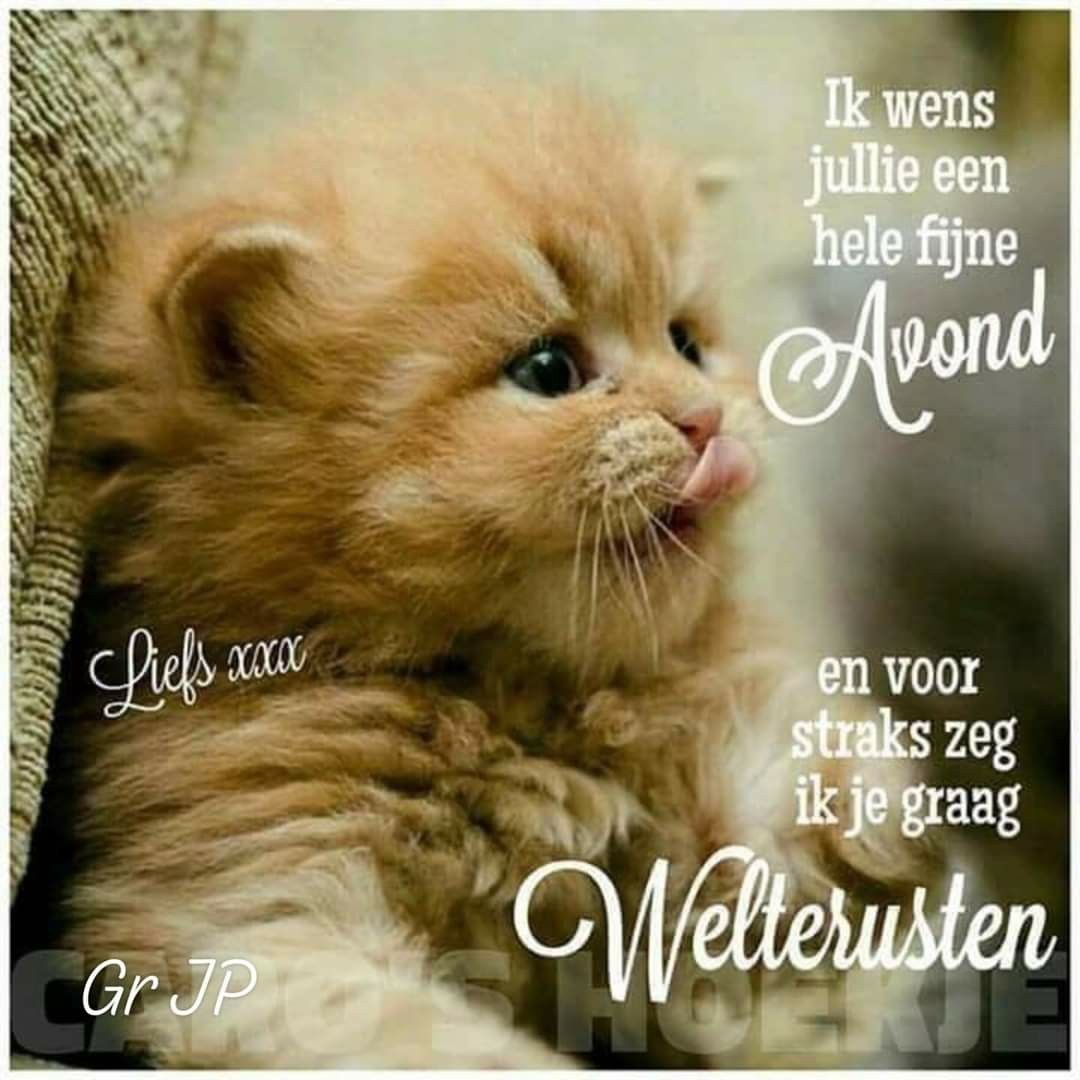 Рыжий пушистый котенок