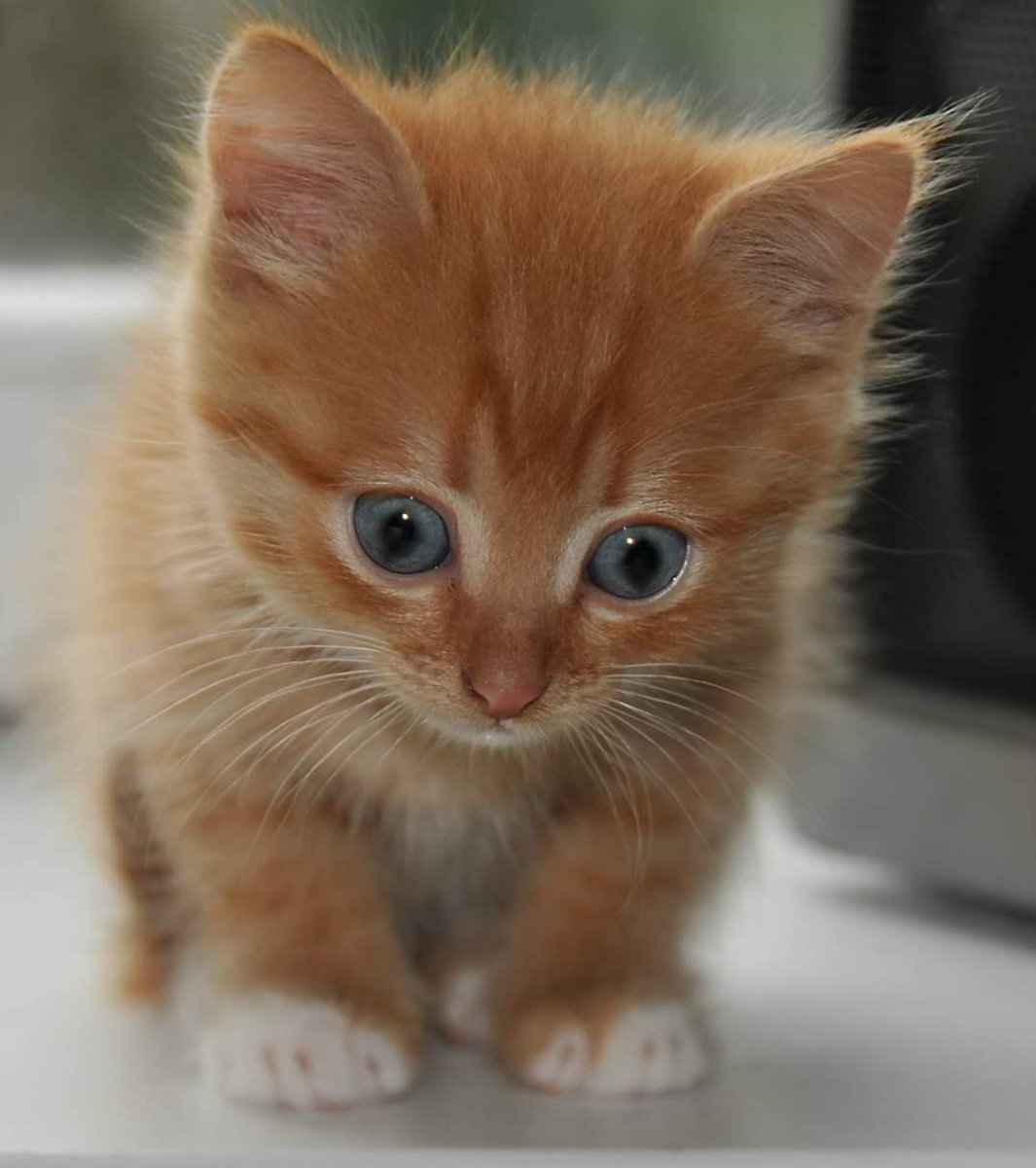 Рыжий котёнок