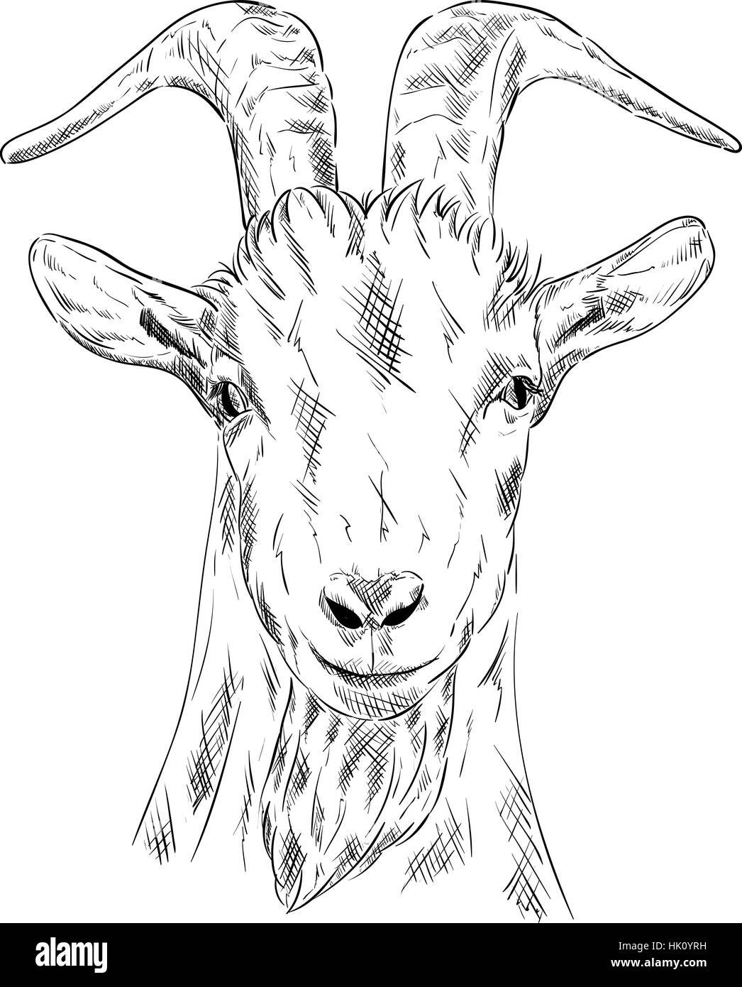 Голова козла рисунок