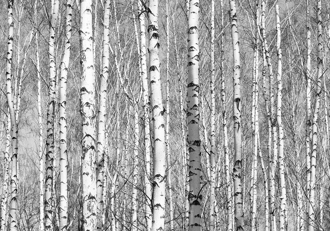 Березы в черно-белом цвете