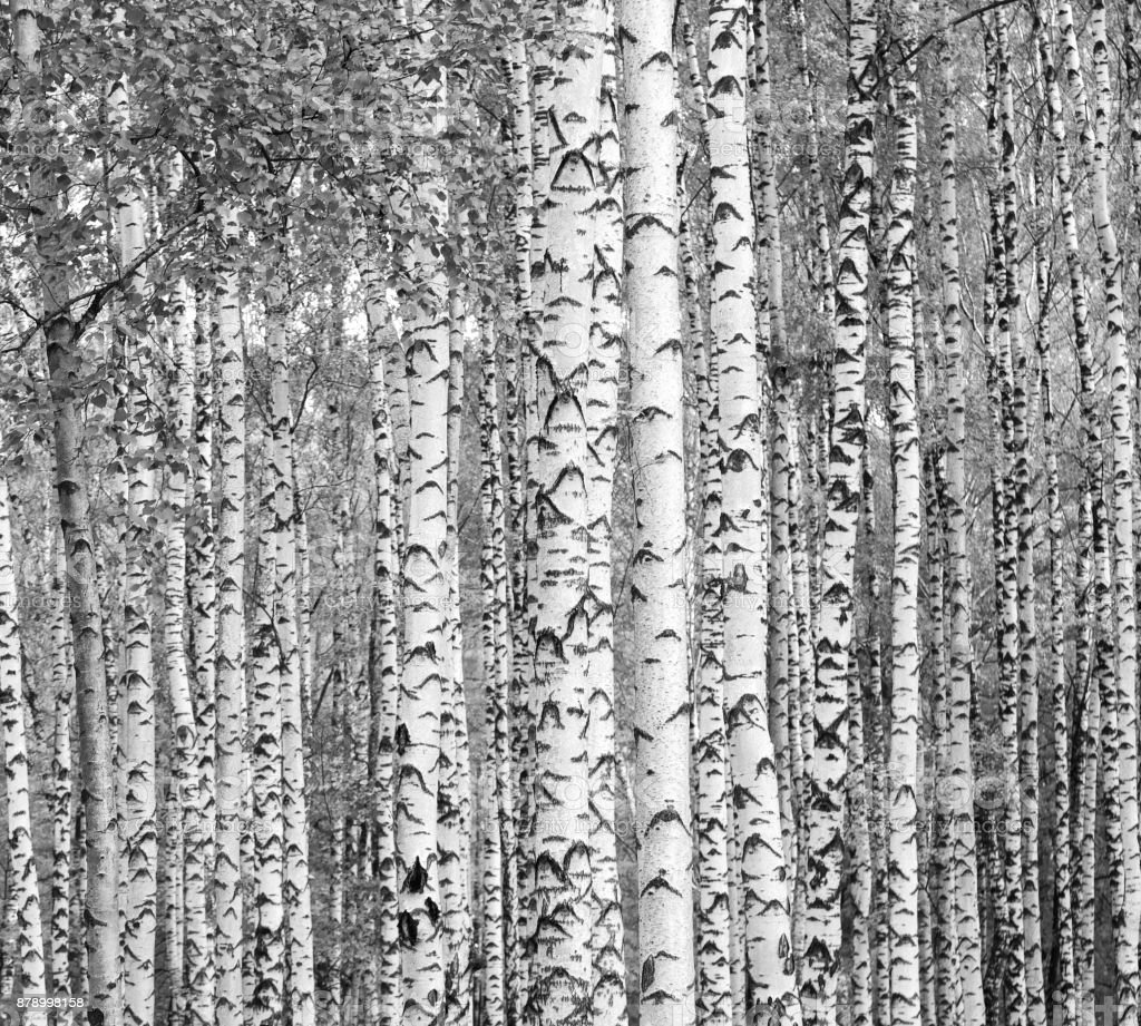 Березы в черно-белом цвете
