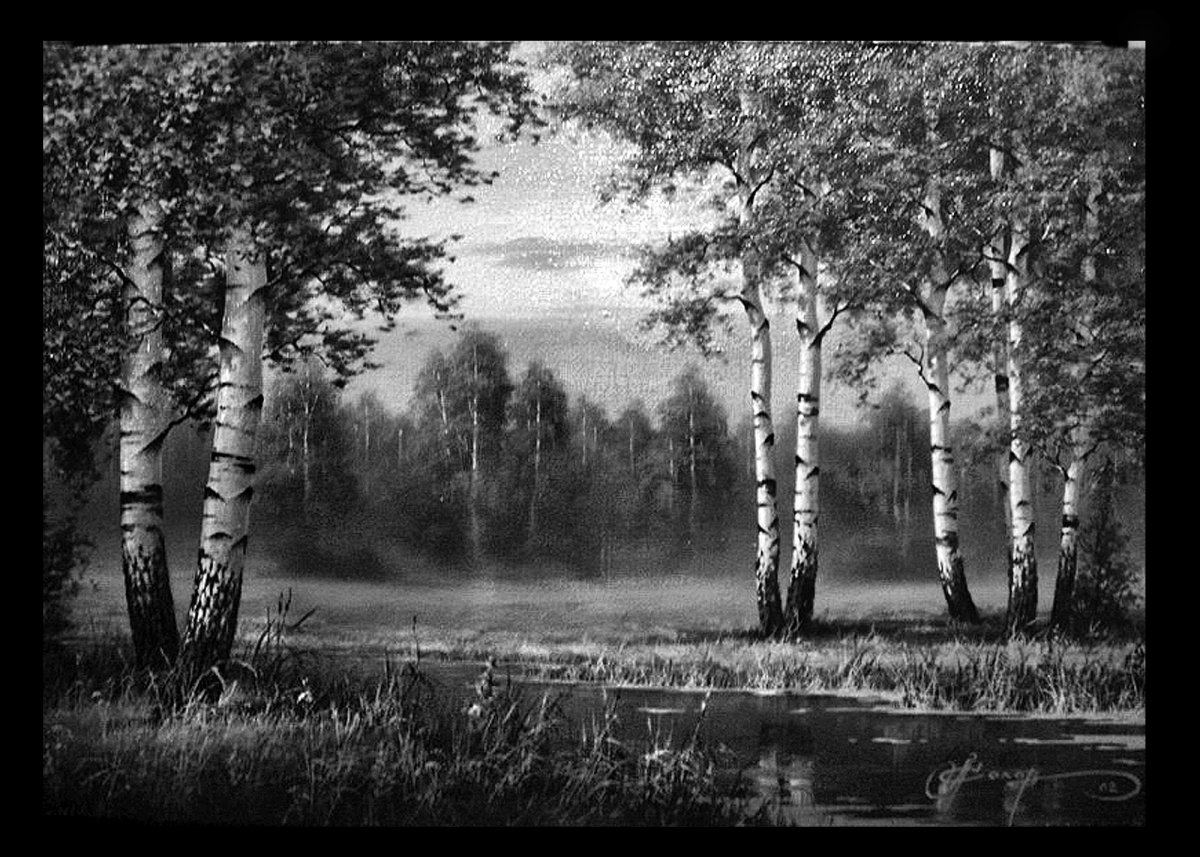 Березы черно белый снимок