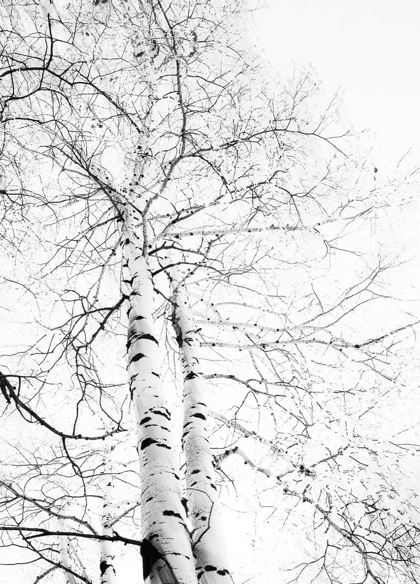 White Birch (белая береза)