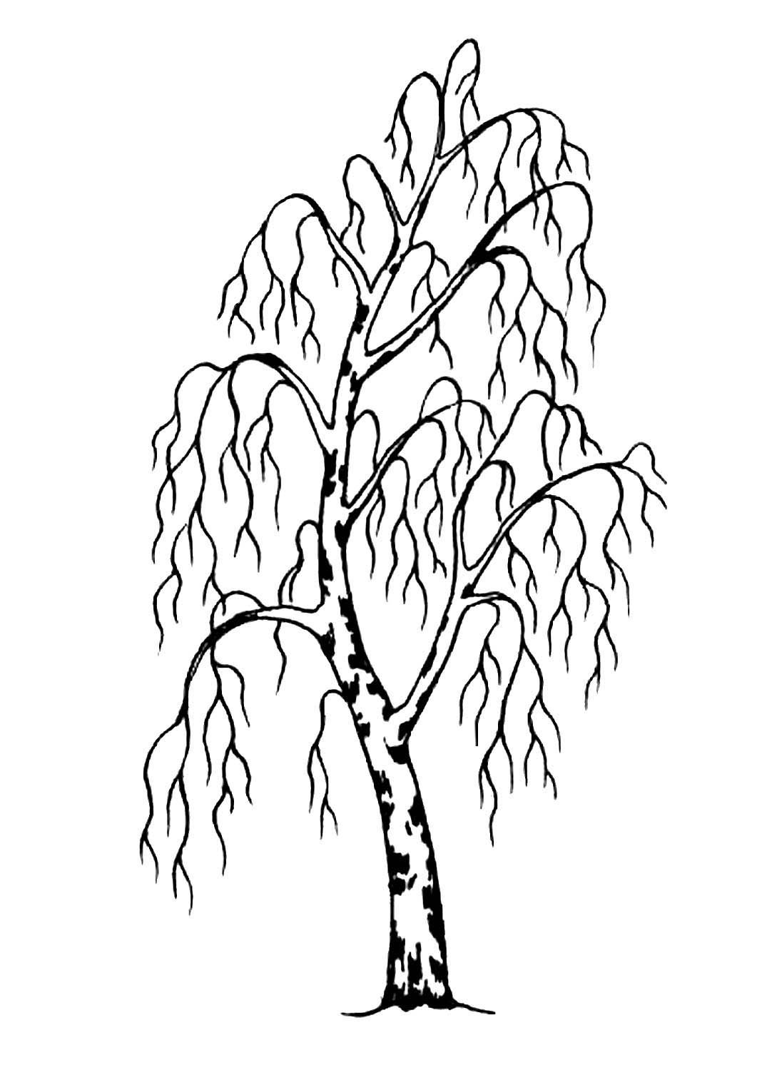 Береза в графике