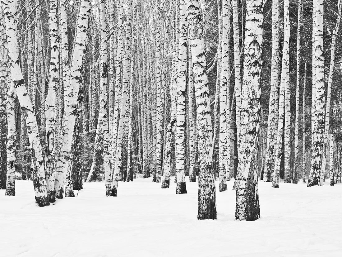 Береза черно белая картинка