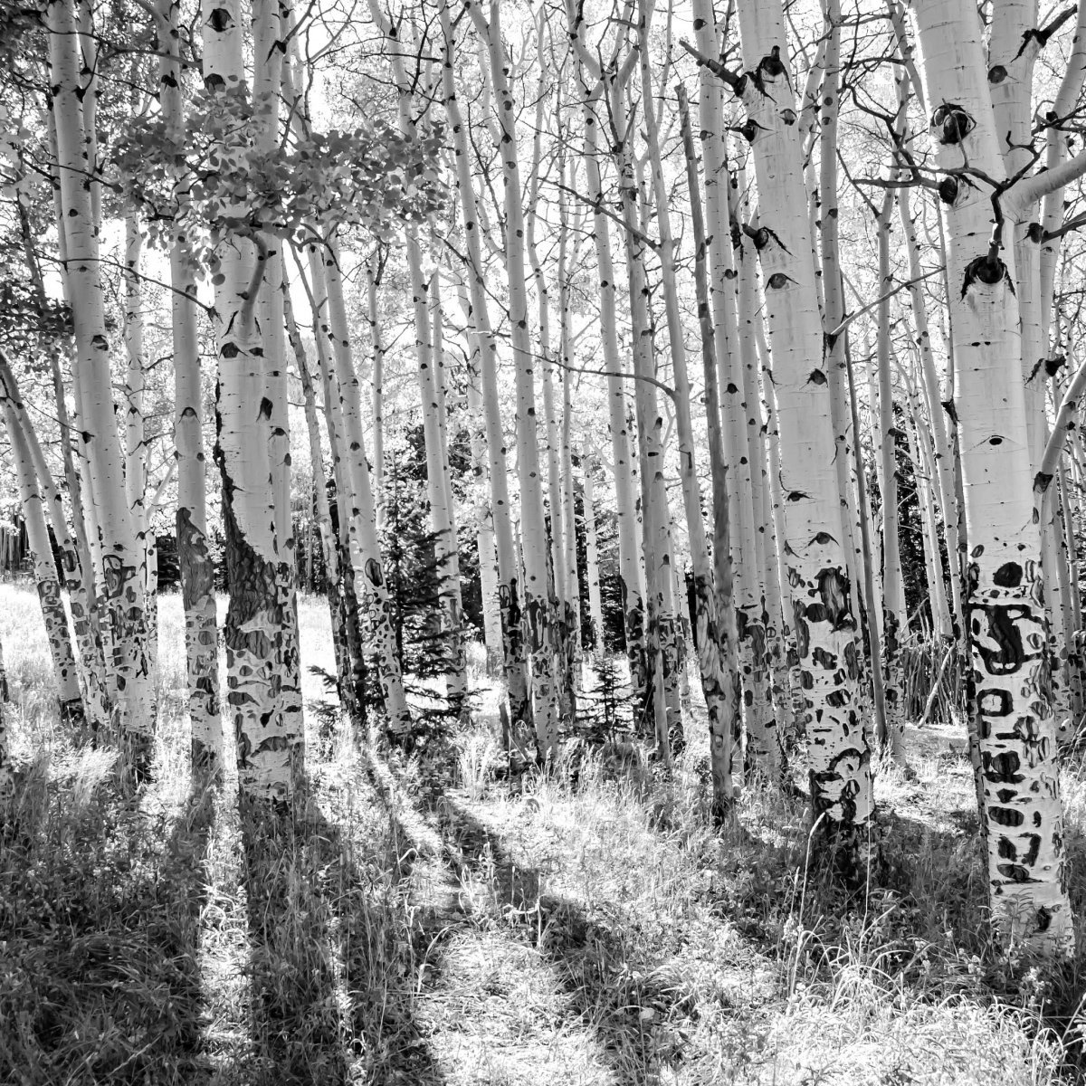 Березовая роща