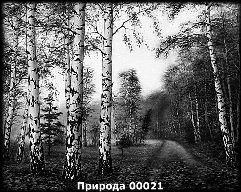 Береза черно белая