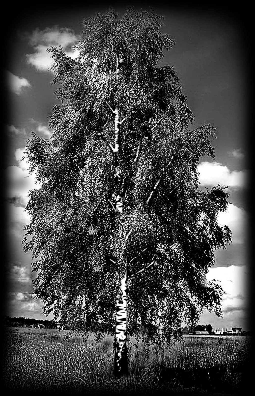 Береза Графика