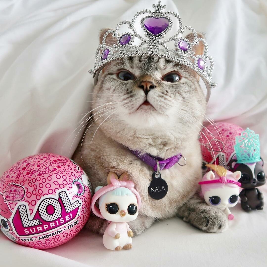 Самый милый кот