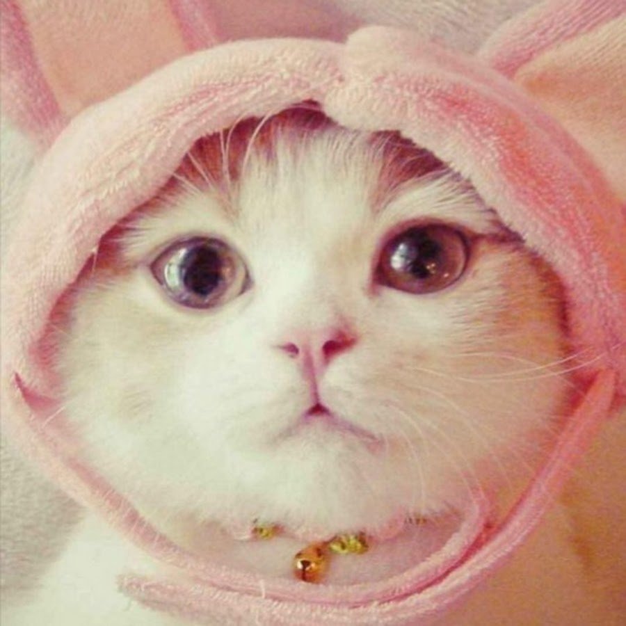 Самый милый котенок