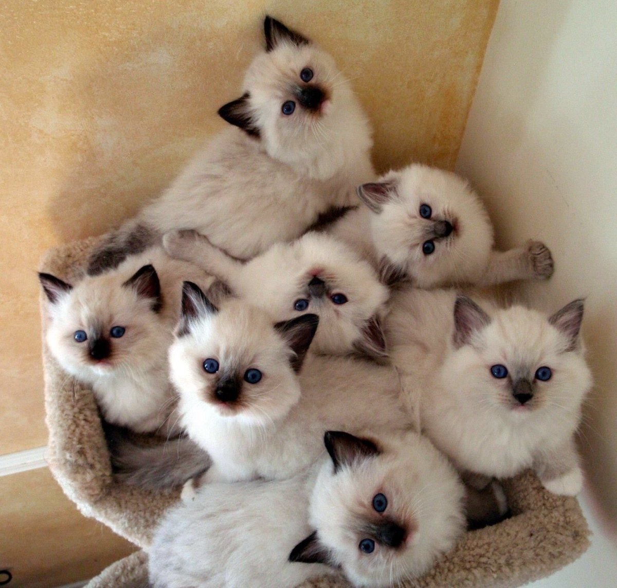 Кот в очках Эстетика