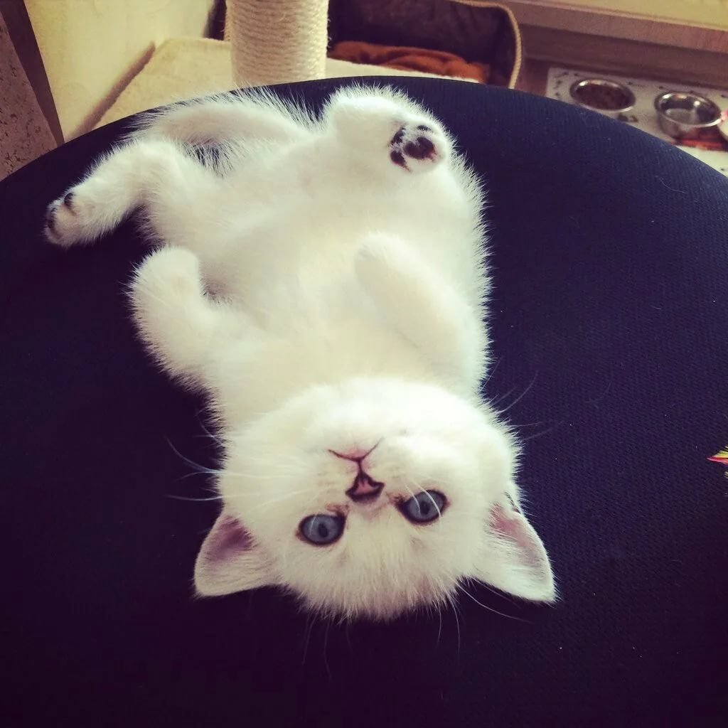 Котик с заколочкой