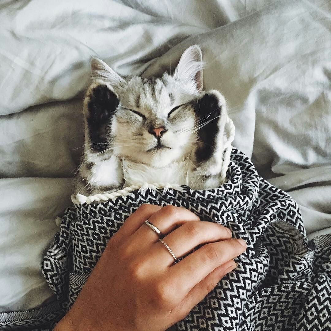 Кот Альберт Манчкин