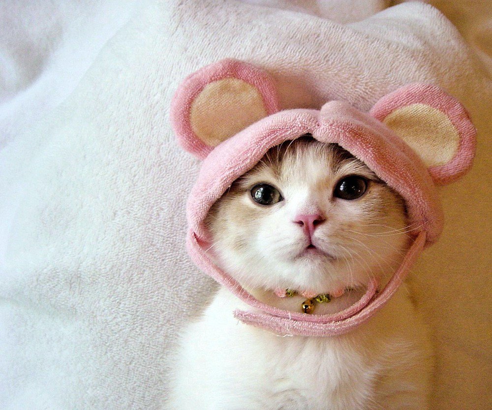 Котенок с бантиком